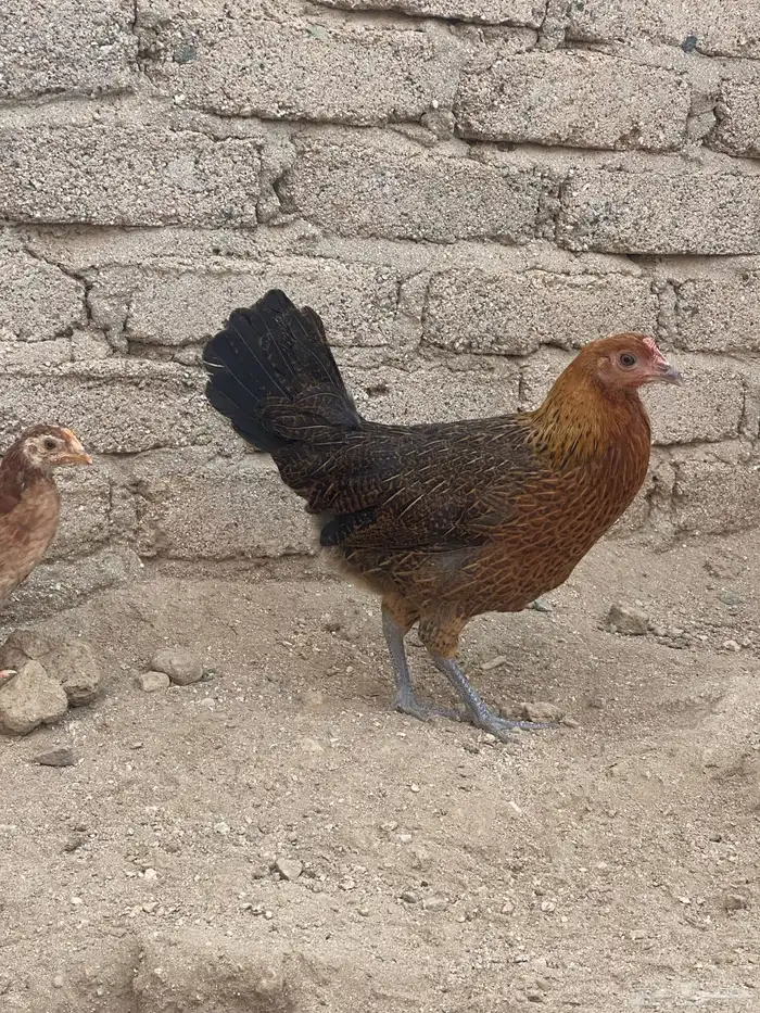 دجاج بلدي ترثه 12