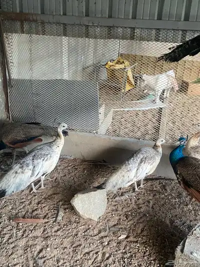 طاووس بلاك شولدر 2