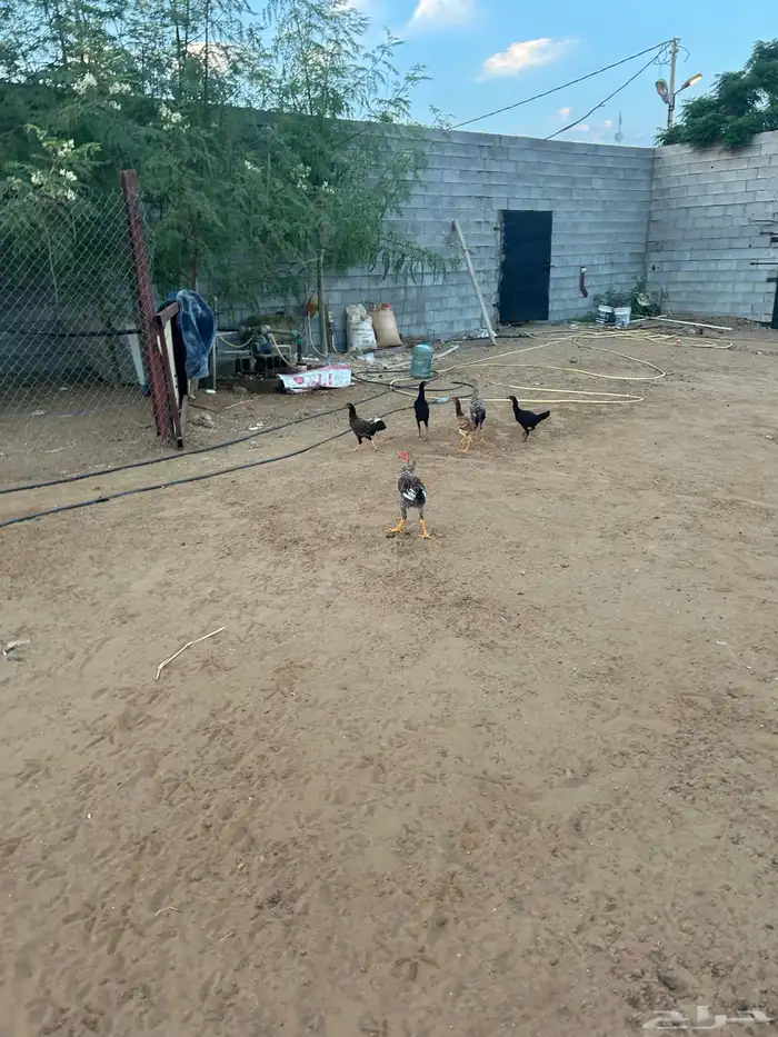 دجاج للبيع 1