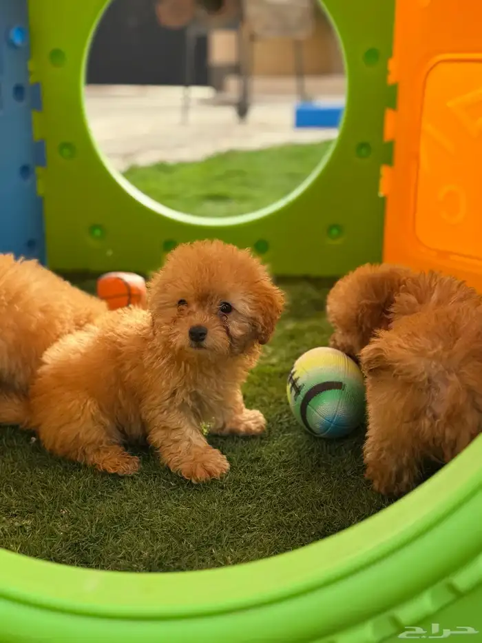 ميني توي بودل poodle 1