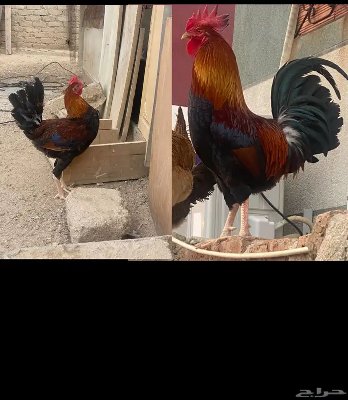 دجاج بلدي ترثه 0
