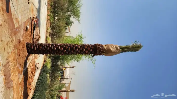نخل عربي نخل مثمر نخل للبيع 1