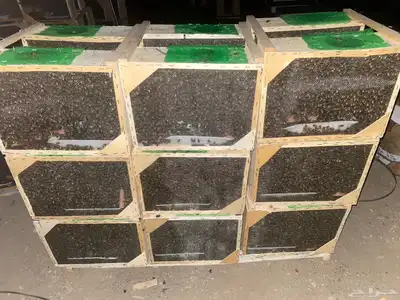نحل مصري معالج 100   اعلي جوده بإمر الله 2
