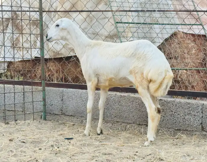 رخل رفيدية (( تم البيع )) 1