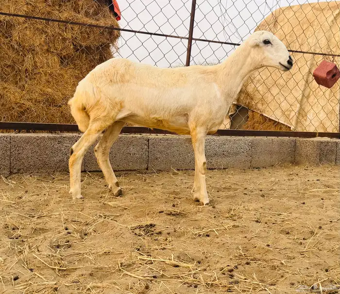 رخل رفيدية (( تم البيع )) 0