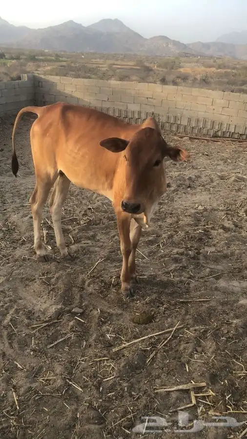 بقره لللبيع 0