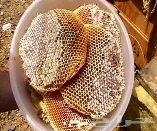 عسل سدره وسمره طلحه وغذاء الملكات اصلي ومضمون 13