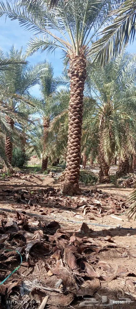 نخل عربي نخل مثمر نخل للبيع 0
