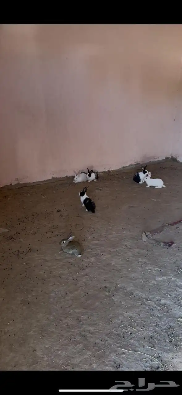 أرانب ب للبيع 1
