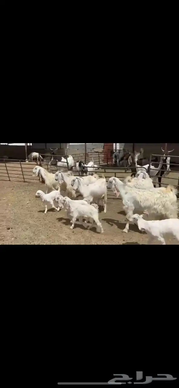 جذعات عوارض صنف 1