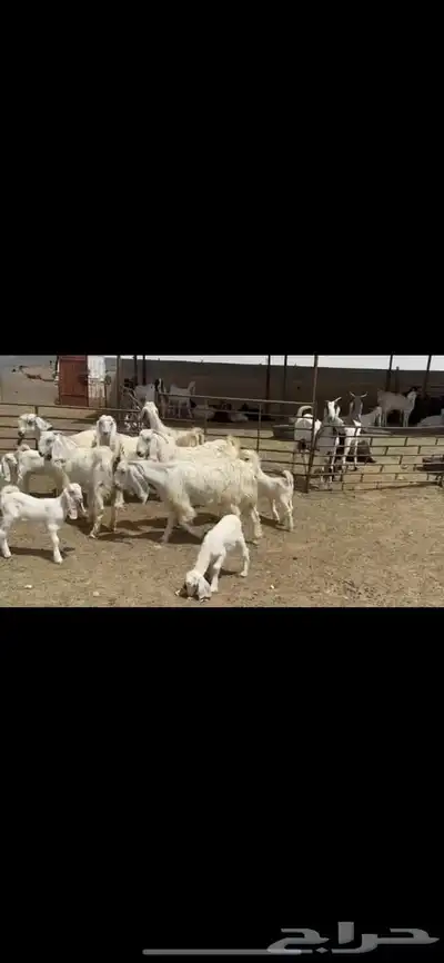 جذعات عوارض صنف 5