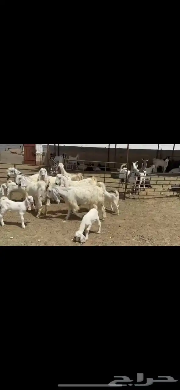 جذعات عوارض صنف 5