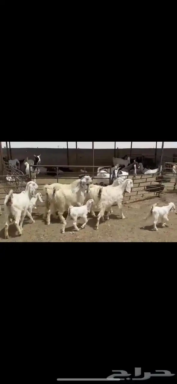 جذعات عوارض صنف 4