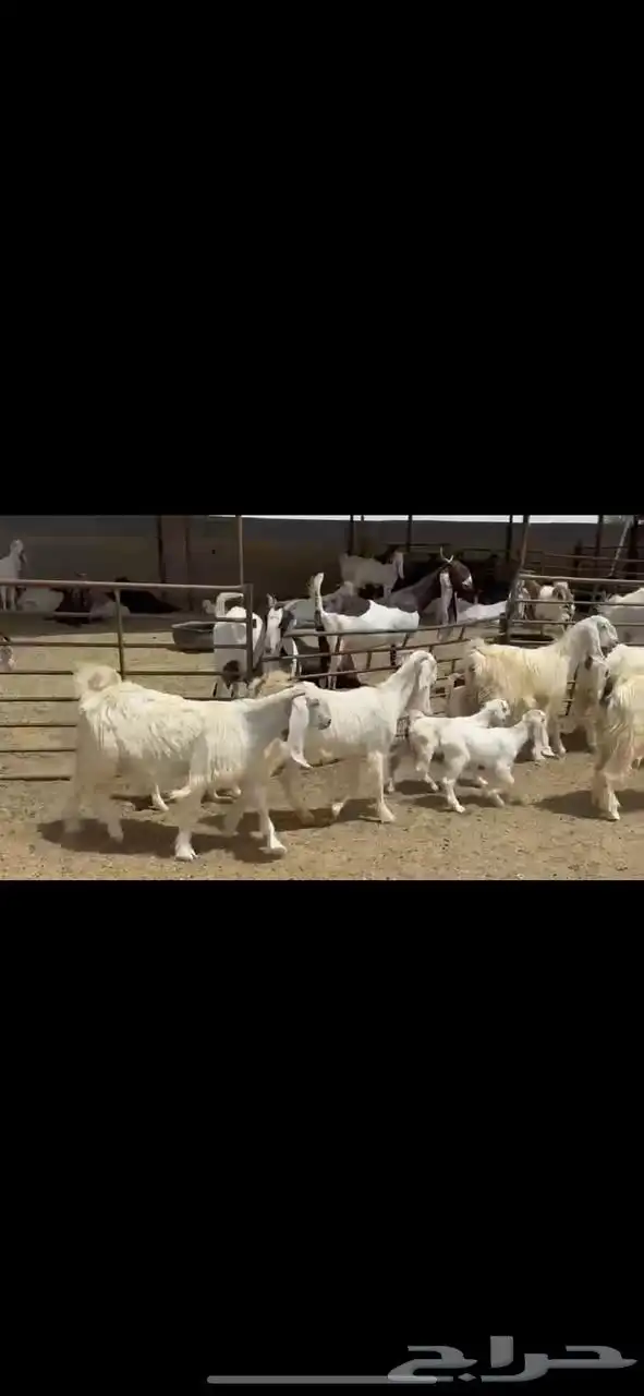 جذعات عوارض صنف 0