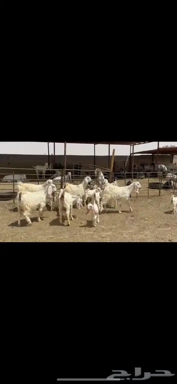 جذعات عوارض صنف 3