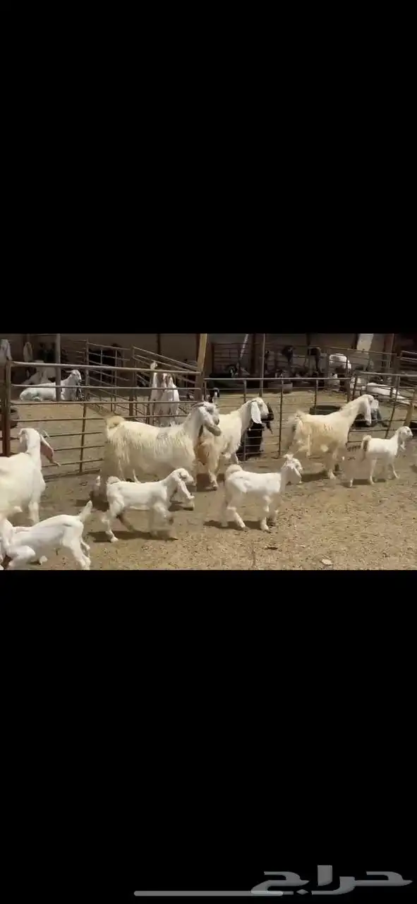 جذعات عوارض صنف 2