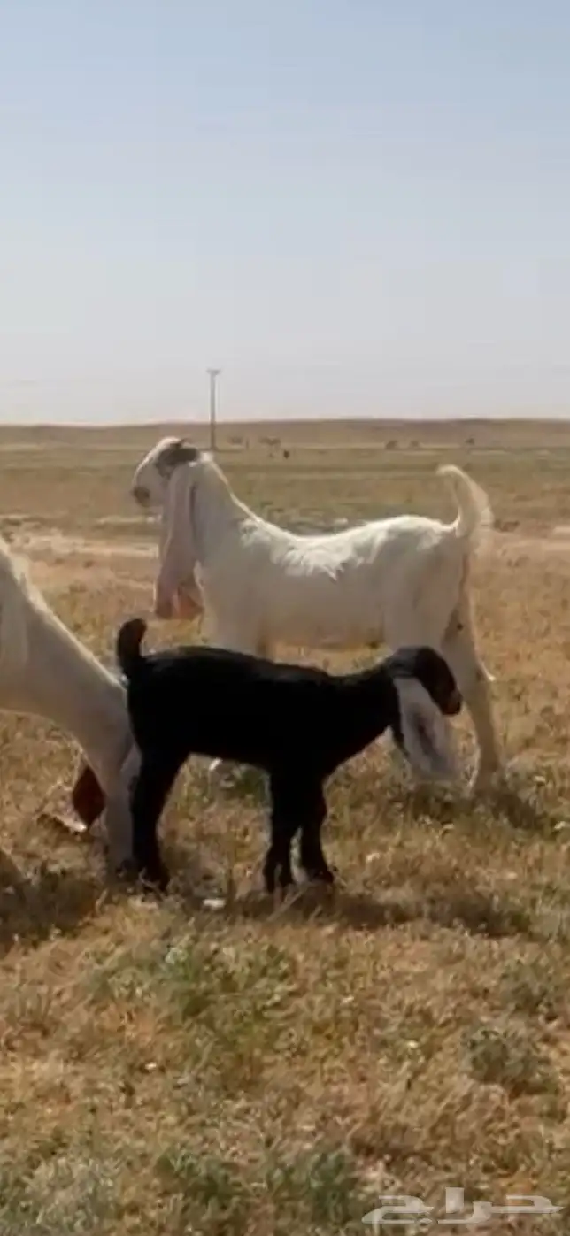 للبيع تيس مشروع فحل خصم ومعرف تعريف قوي 7