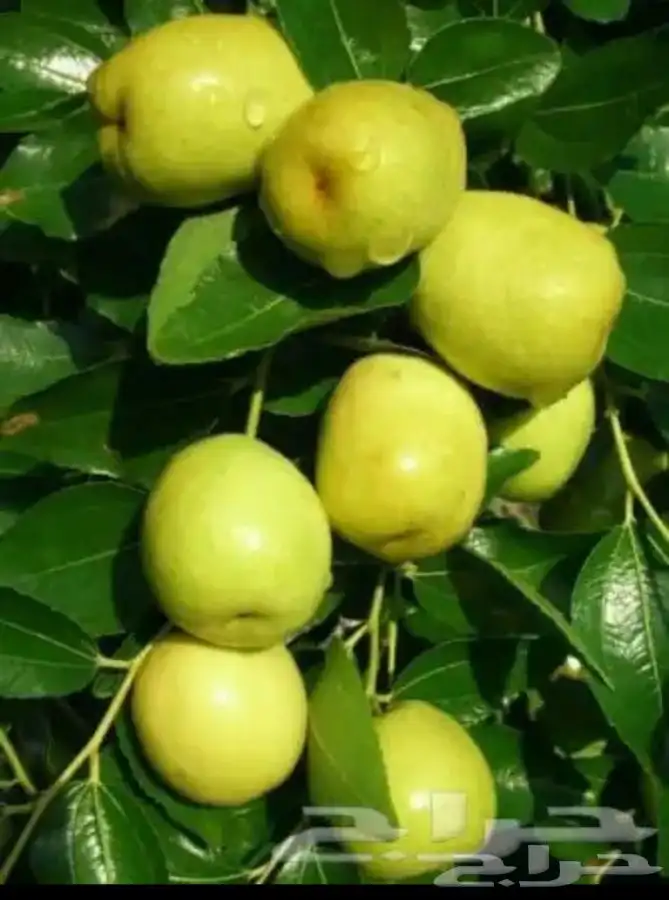 تطعيم اشجار وبيع شتلات سدر 0