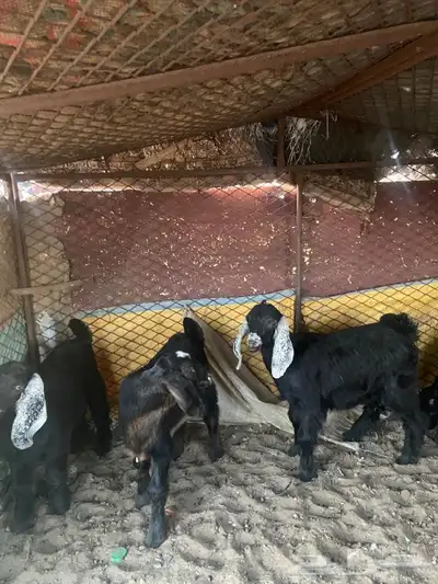 النوع   تيوس 5