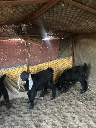 النوع   تيوس 6