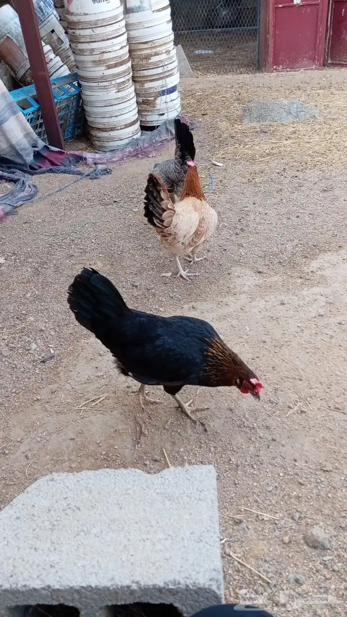 تم البيع 3
