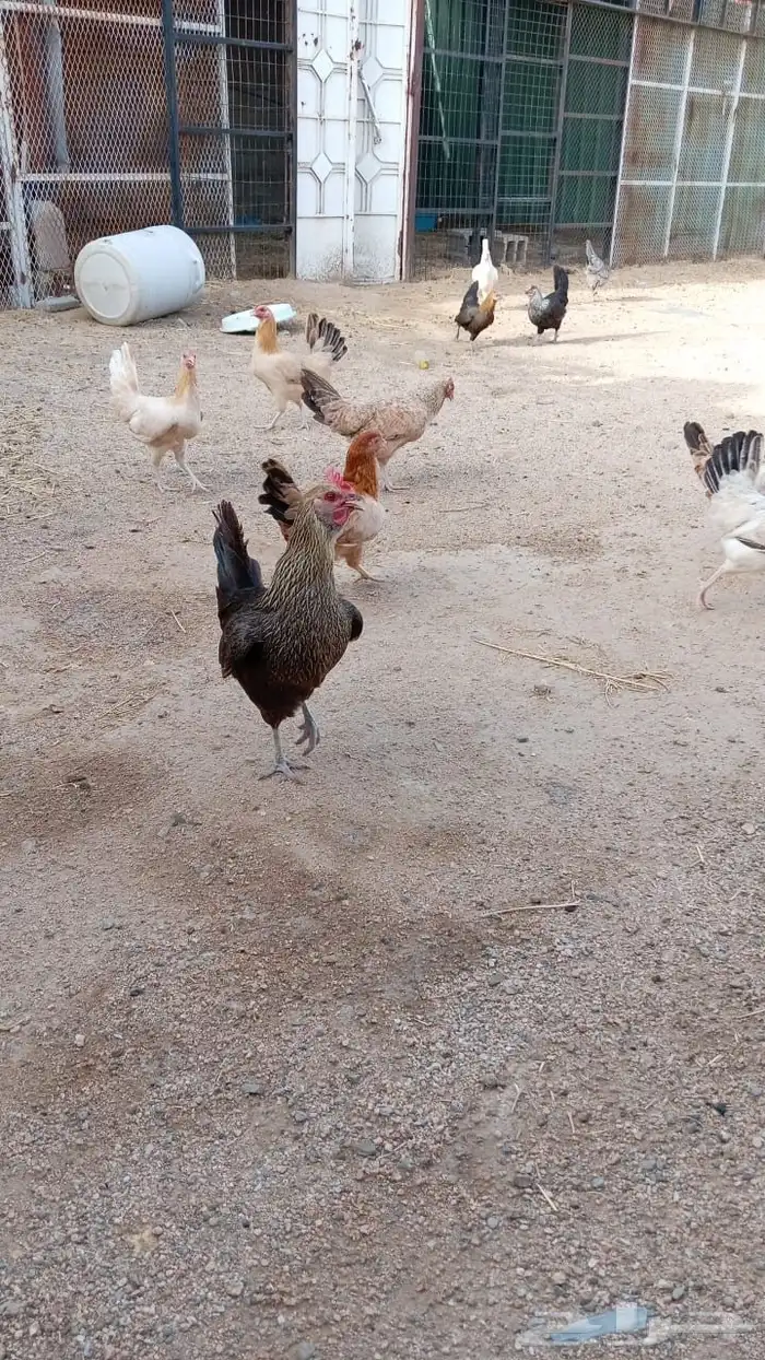 تم البيع 2