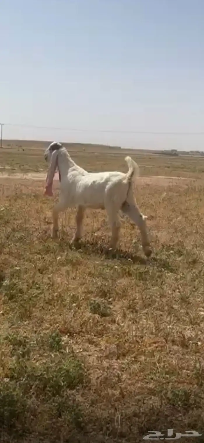 للبيع تيس مشروع فحل خصم ومعرف تعريف قوي 10