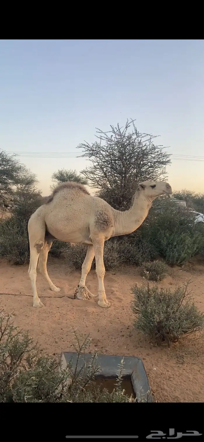 القعود الرماني اللي اطيب من التصوير 0