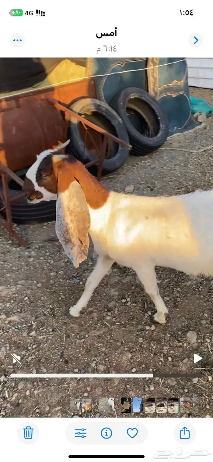 جفره تم البيع 2