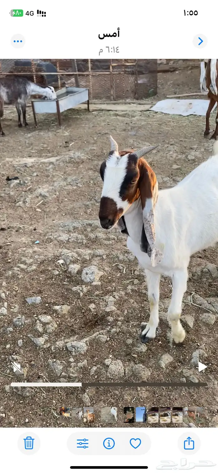 جفره تم البيع 1