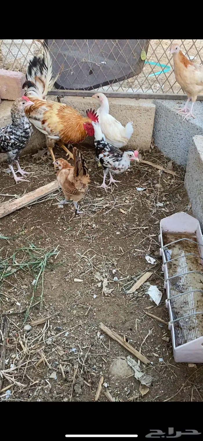 ديك وفروخ للبيع بلدي 0