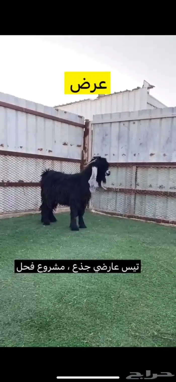 جذع عارضي طيب ( تم البيع ) 0
