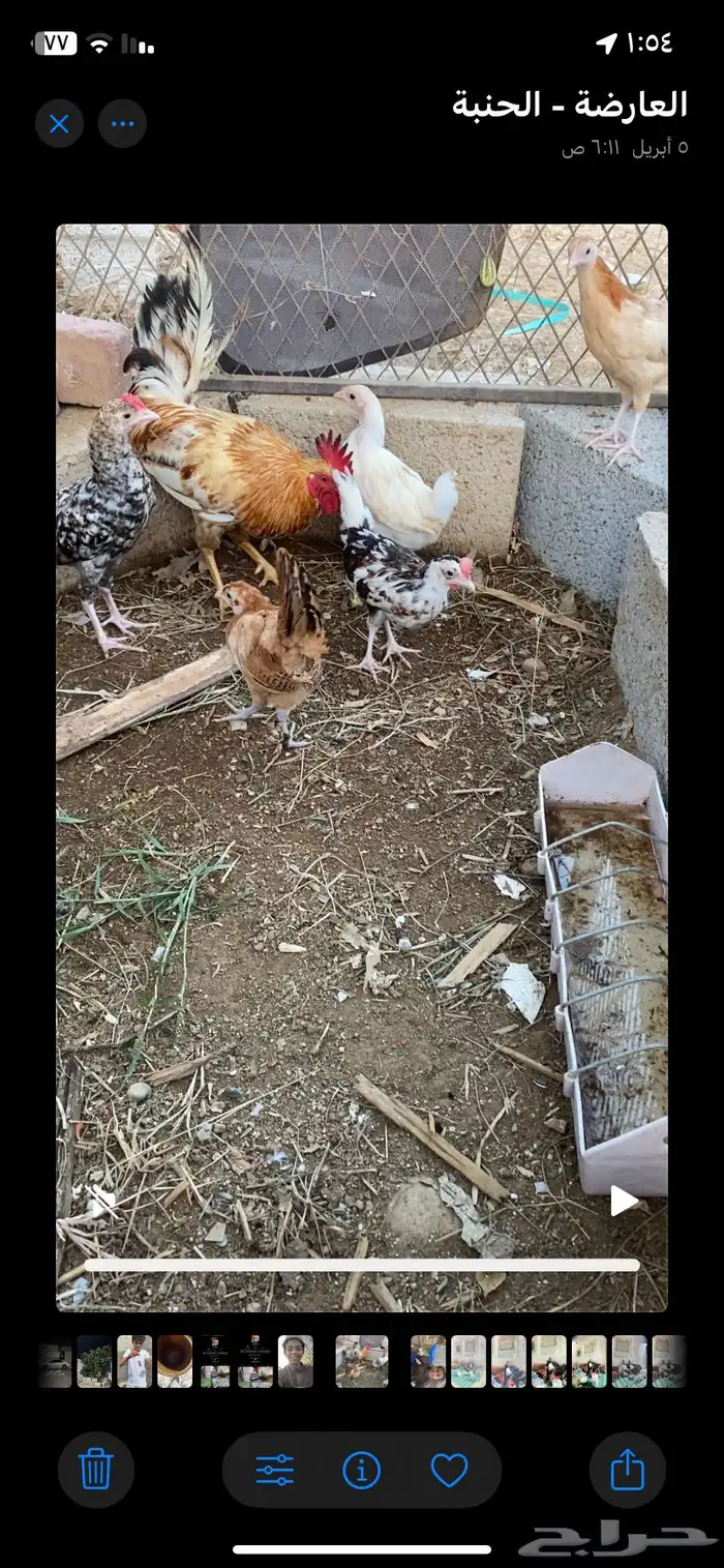 ديك وفروخ للبيع بلدي 1