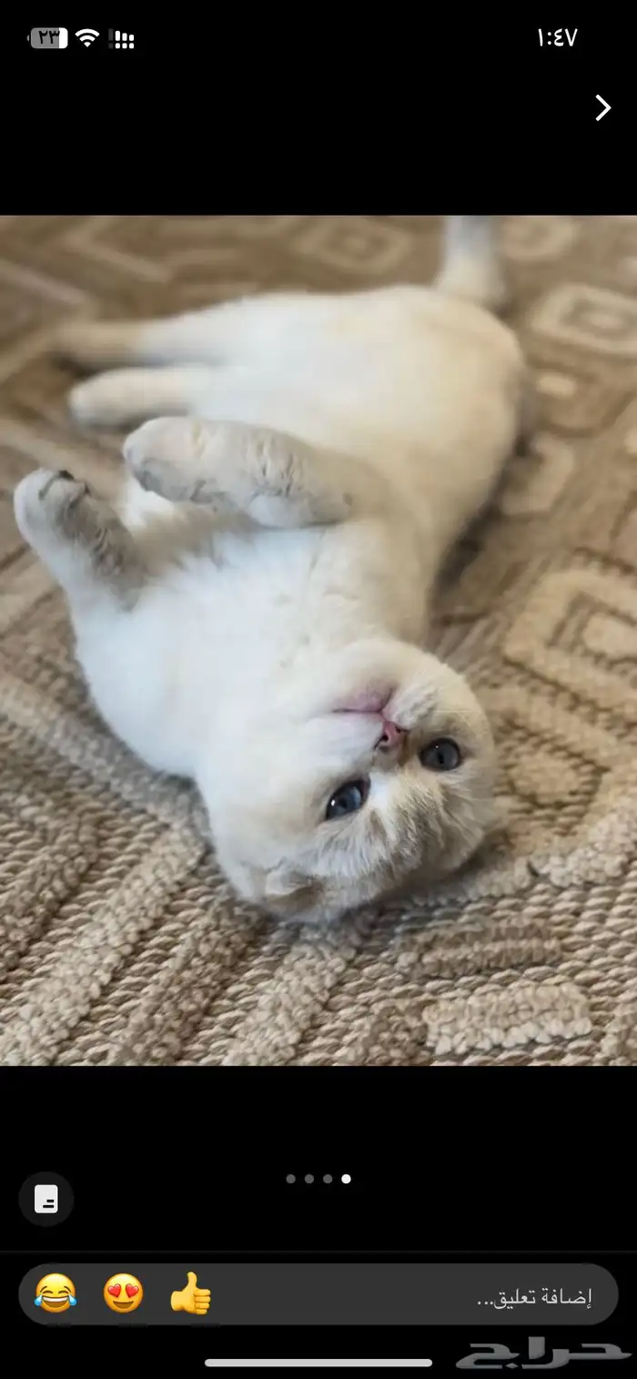 للتزاوج سكوتش بيور مسجل 5