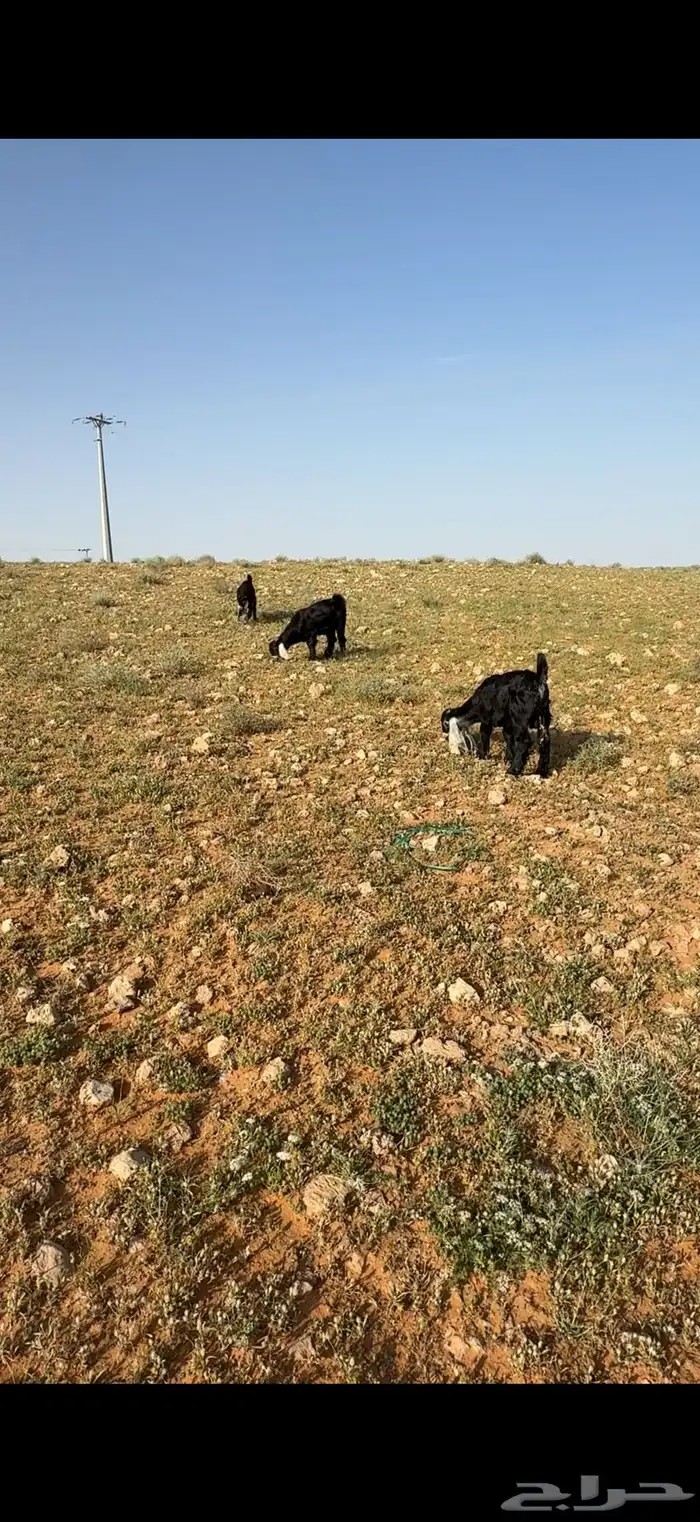 تيوس العدد 5. الاعمار 4 شهور والحاله مقفله 4