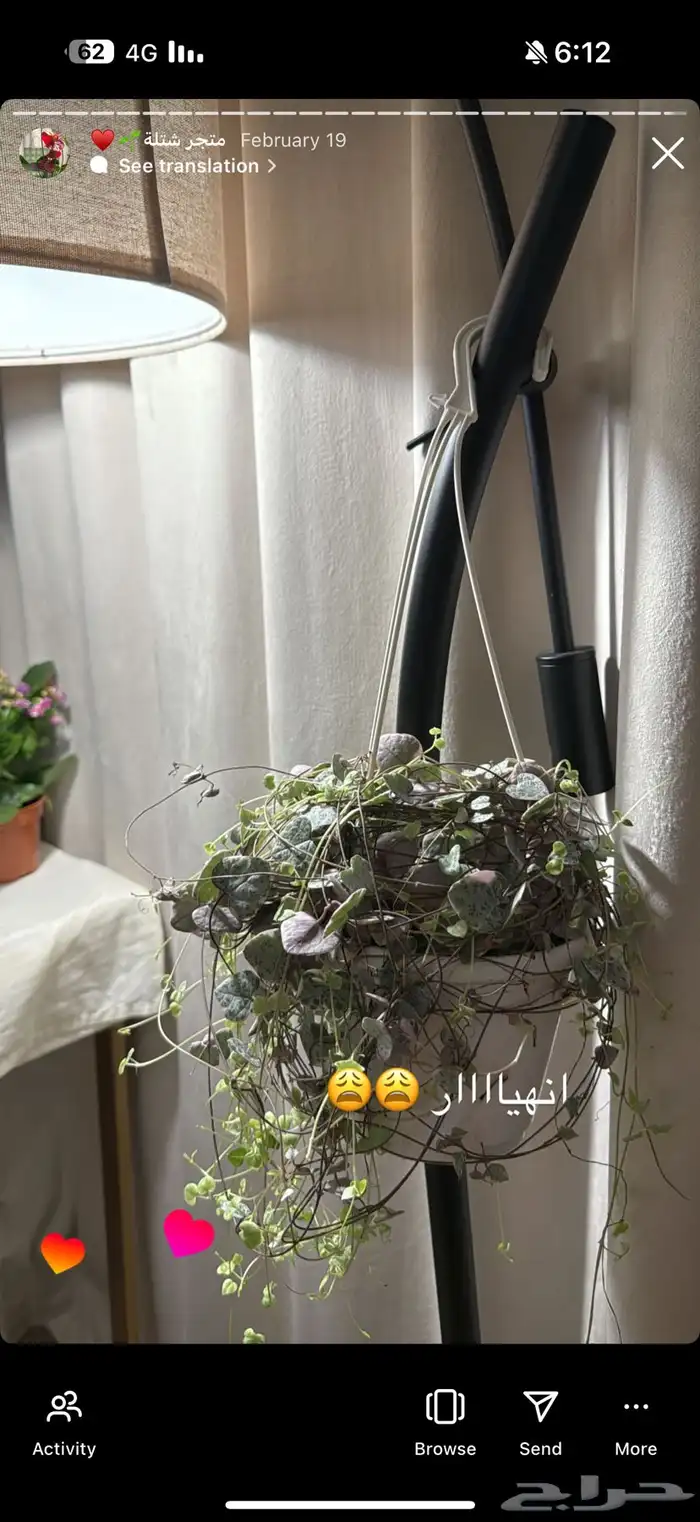 شتلات داخليه 12