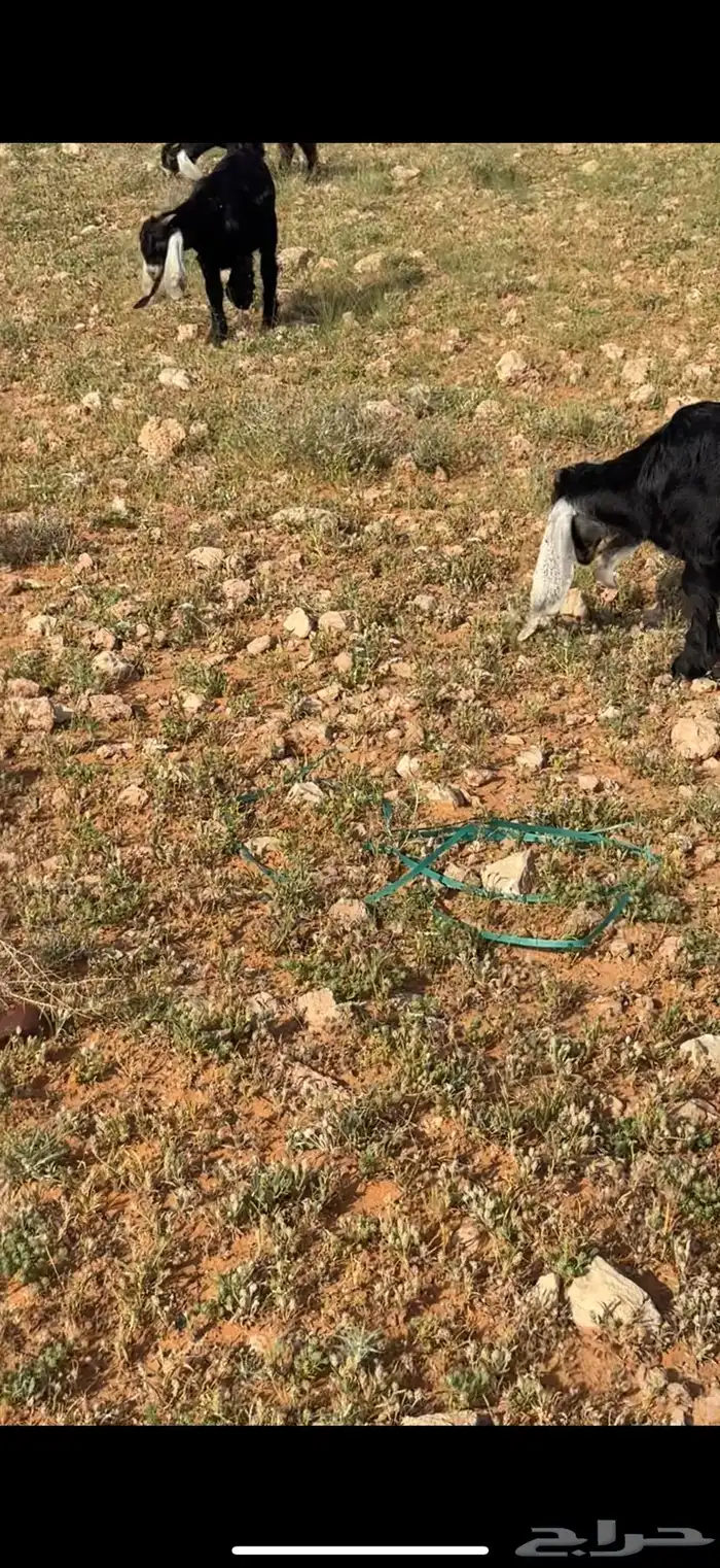 تيوس العدد 5. الاعمار 4 شهور والحاله مقفله 6