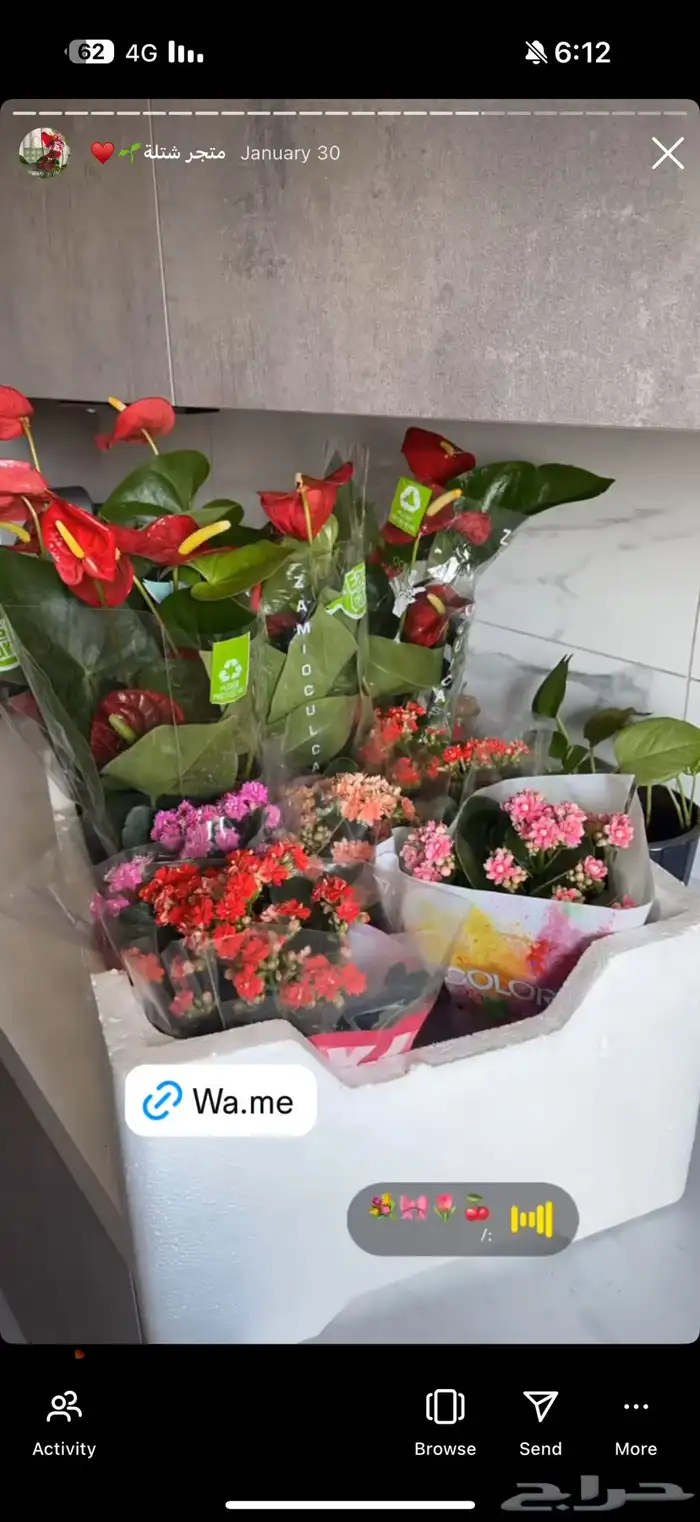 شتلات داخليه 5