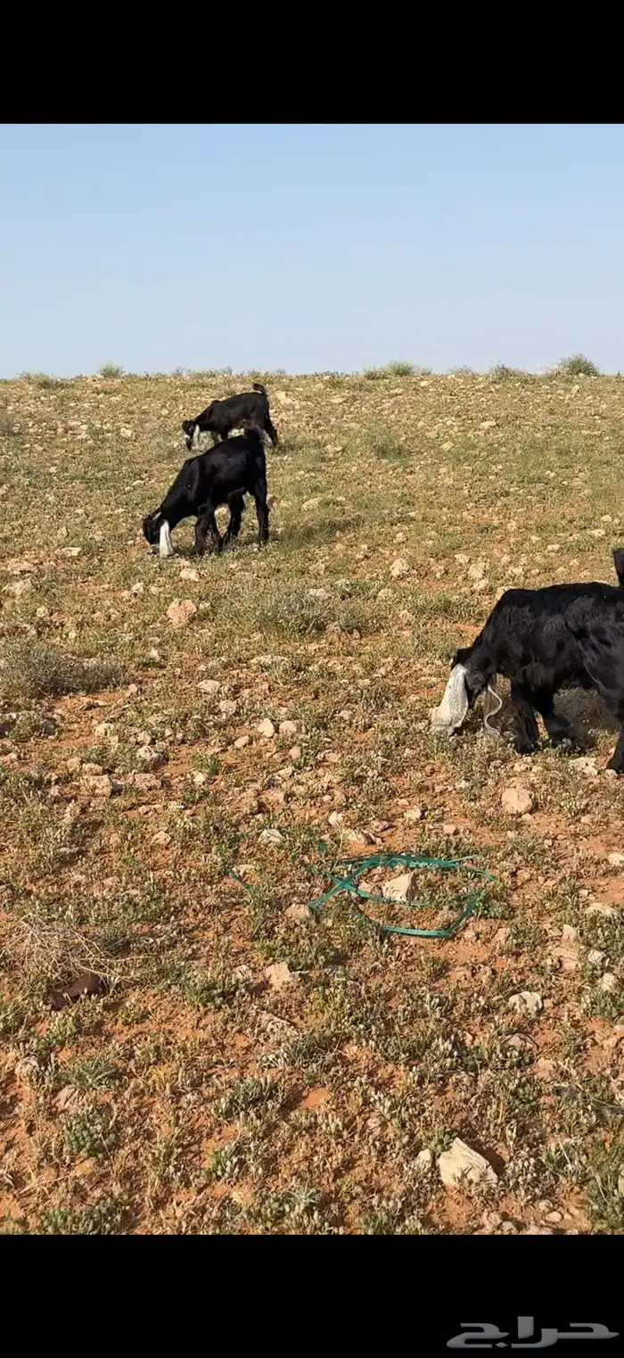 تيوس العدد 5. الاعمار 4 شهور والحاله مقفله 7