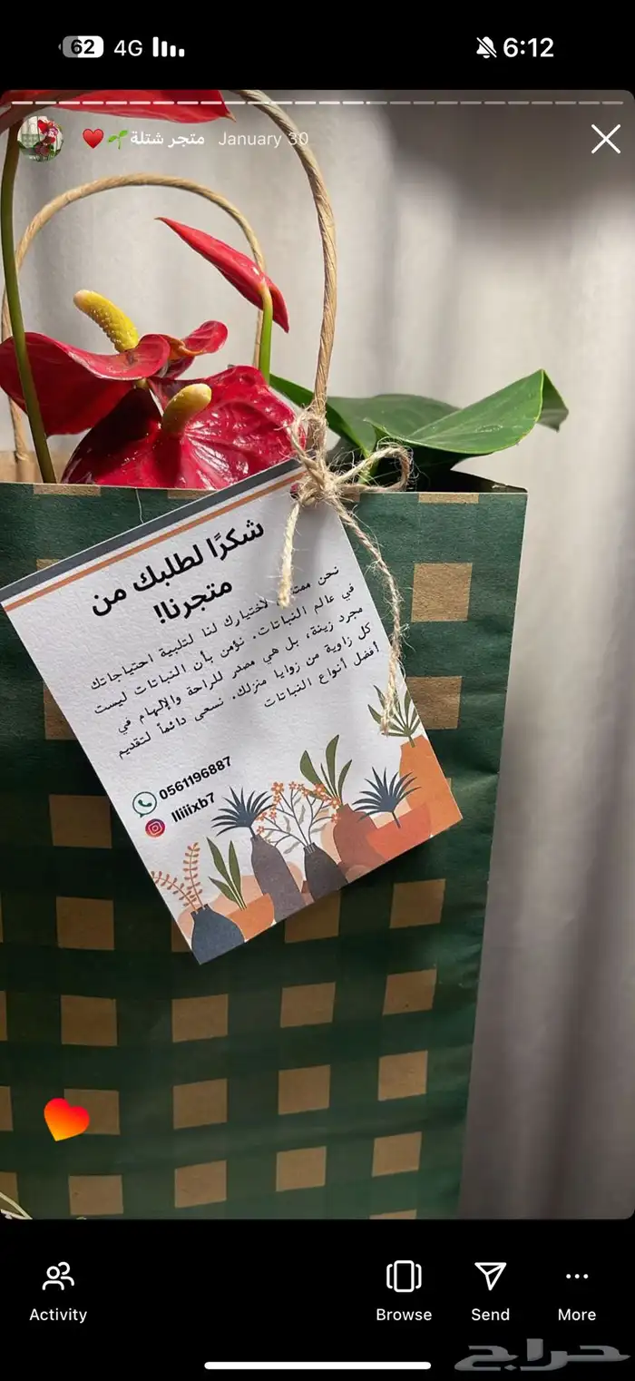 شتلات داخليه 8