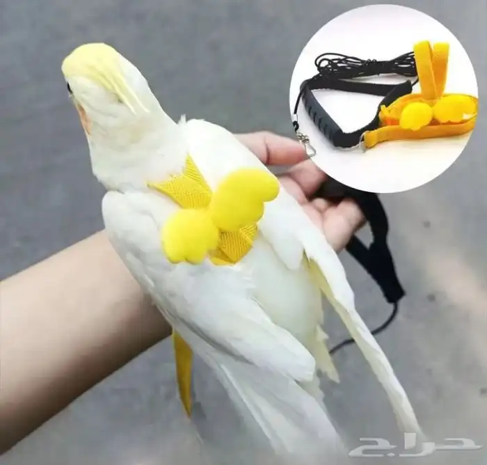 حبل هارنس للطيور 0