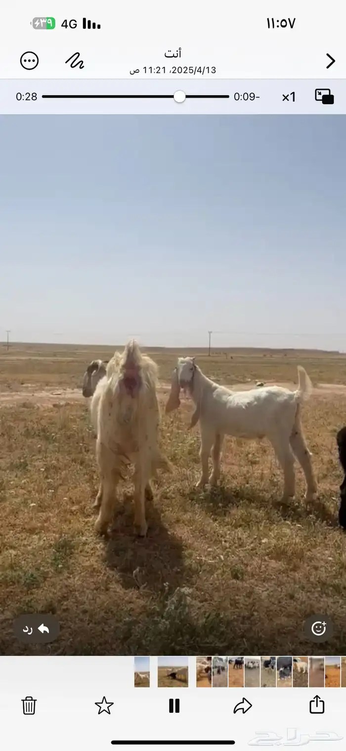 للبيع تيس مشروع فحل خصم ومعرف تعريف قوي 2