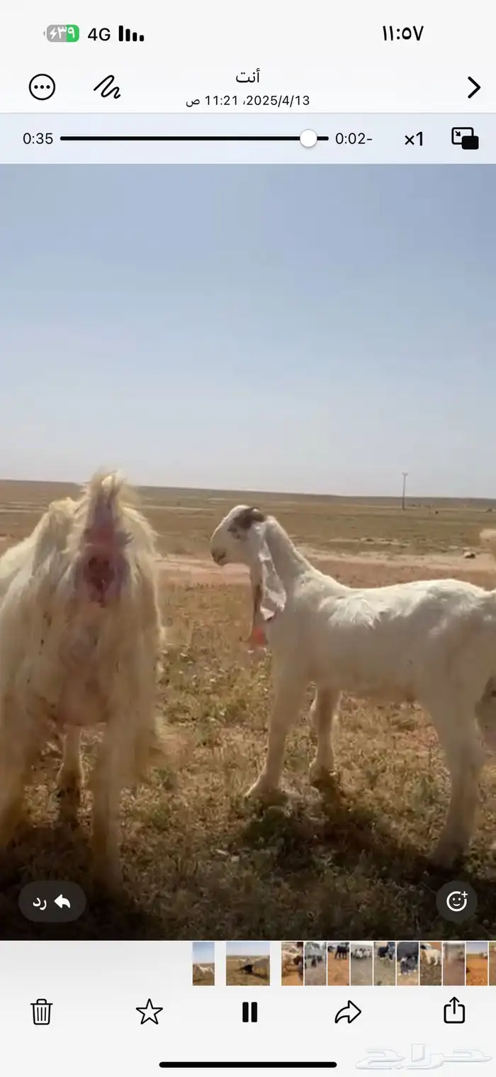 للبيع تيس مشروع فحل خصم ومعرف تعريف قوي 0