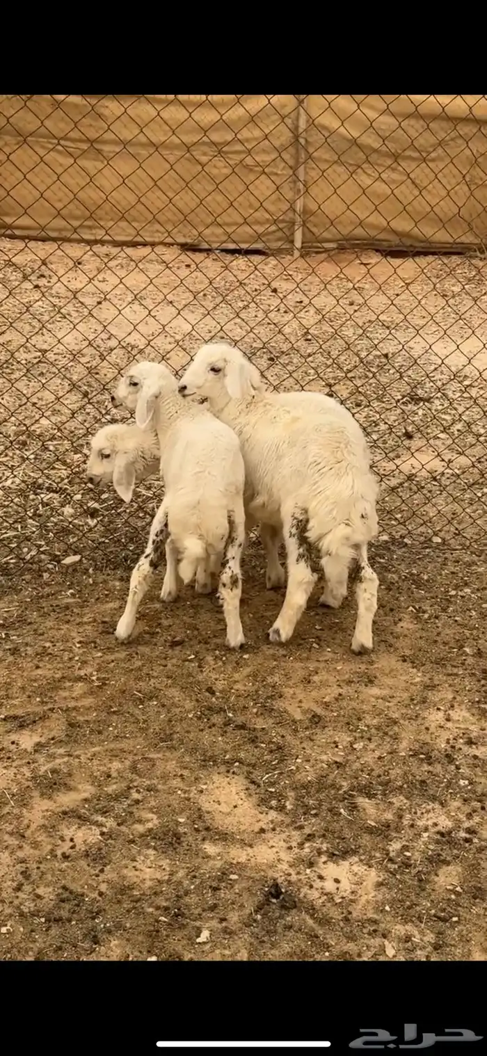 حريات 1