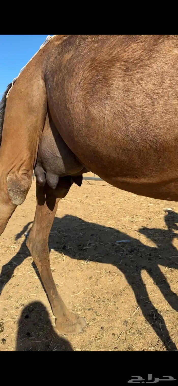 ثنتين خلفات سواحل تم البيع تم  البيع 2