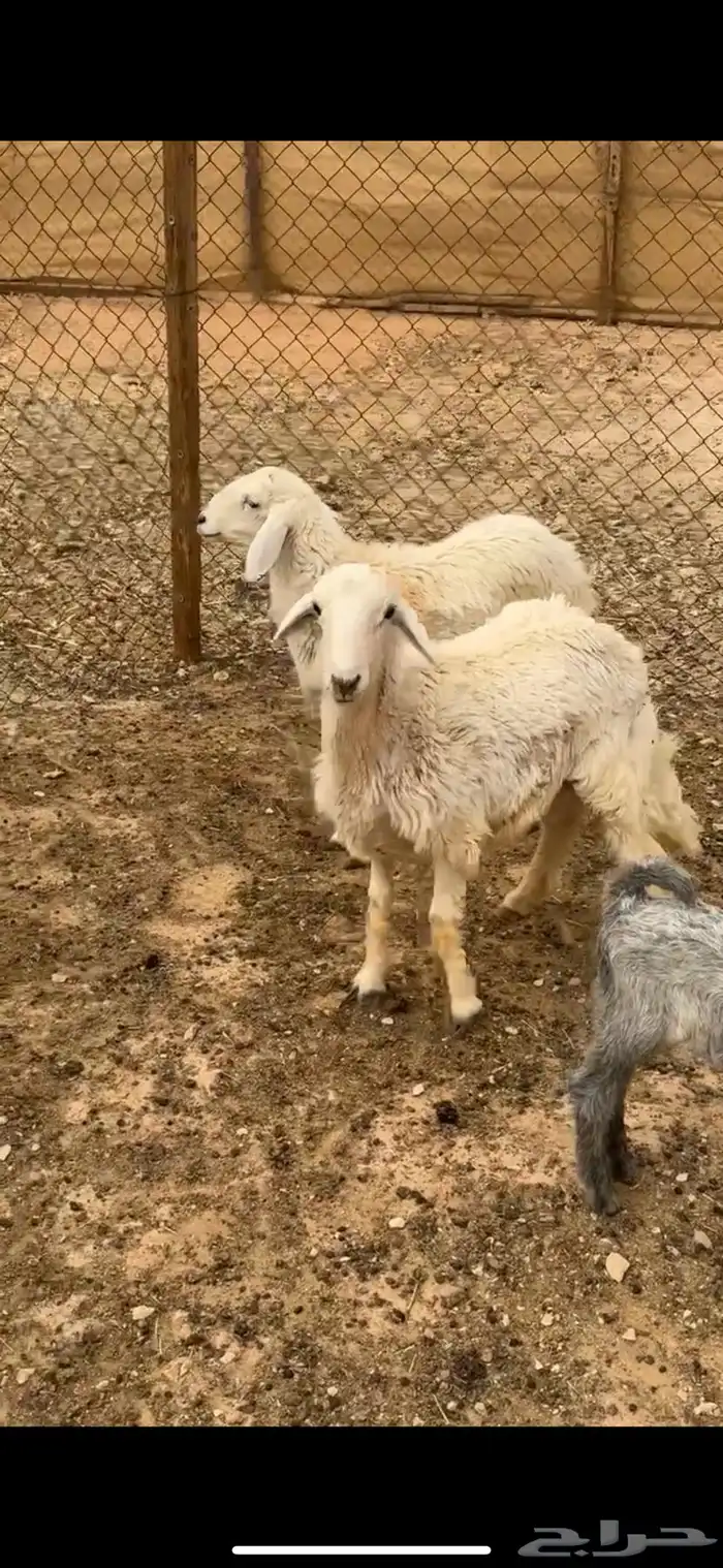 حريات 3