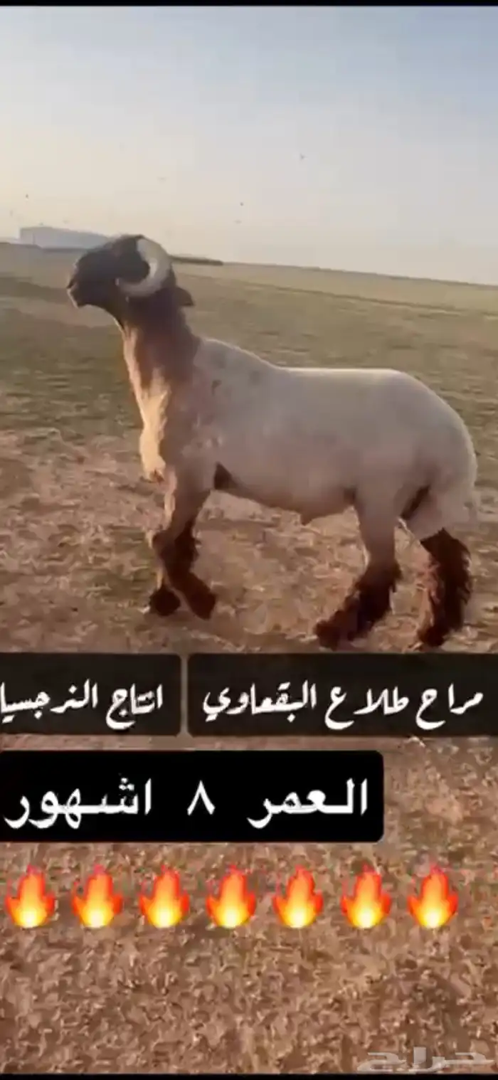 فحل صنف جذع نعيمي 0