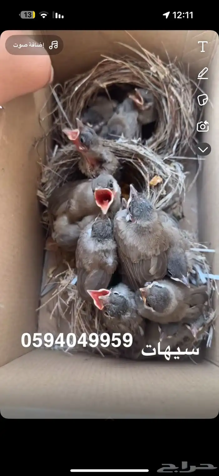 متوفر بلابل حساوي 2