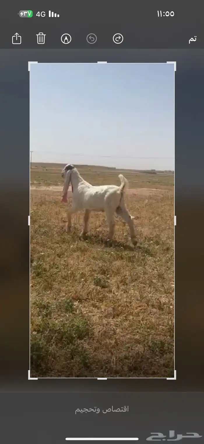 للبيع تيس مشروع فحل خصم ومعرف تعريف قوي 8