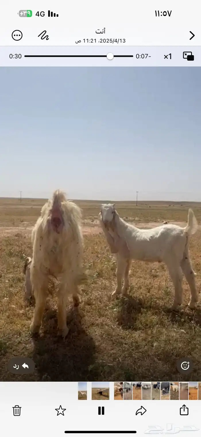 للبيع تيس مشروع فحل خصم ومعرف تعريف قوي 1